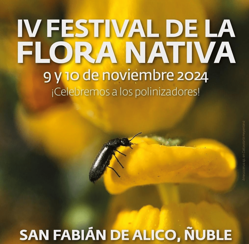 IV Festival de la Flora Nativa se celebrará en San Fabián de Alico,&nbsp;Ñuble
